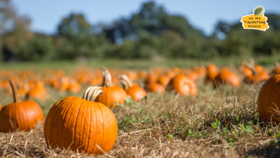 TransmitScience's tweet image. 🎃 Halloween in the lab? Some of us like to add a little seasonal flair, pumpkins on the desk, spooky notes, and a hint of fun in experiments.
Does a bit of decoration or playfulness ever spark your scientific creativity?
#WeareTransmittingScience #Halloween #CuriousMinds 🕸️👻🧪