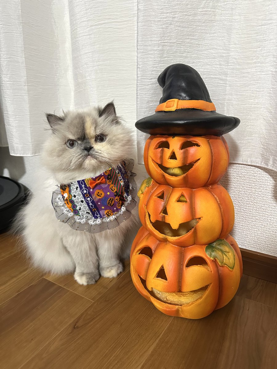 himadayo0820's tweet photo. 🅷🅰🅿🅿🆈 🅷🅰🅻🅻🅾🆆🅴🅴🅽 🎃👻🧟‍♂️

#ヒマラヤン #himalayan #halloween https://t.co/NZV10rQWwX