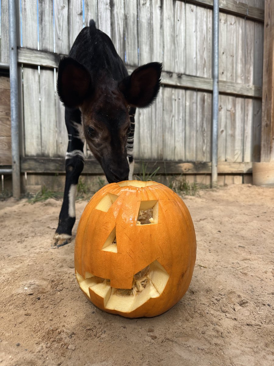 🎃 Happy Halloween, Houston! Don't miss our final day of Zoo Boo presented by King &amp; Spalding. Enjoy the fall feels, festive photo ops, and spooktacular fun. The Zoo will be open until 5pm.📷 No tricks, just treats and perfect weather: bit.ly/3IRJpOe