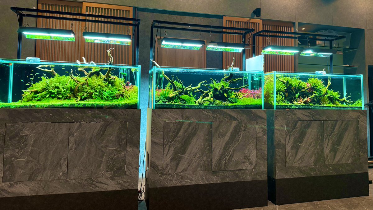 水槽もっと映えさせたいな🤩