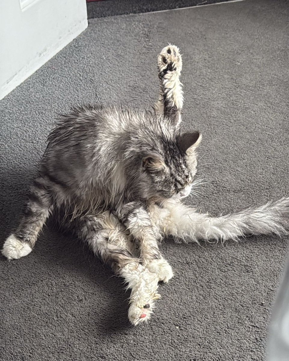 Teddy is yet to understand that going out in the rain equals getting wet