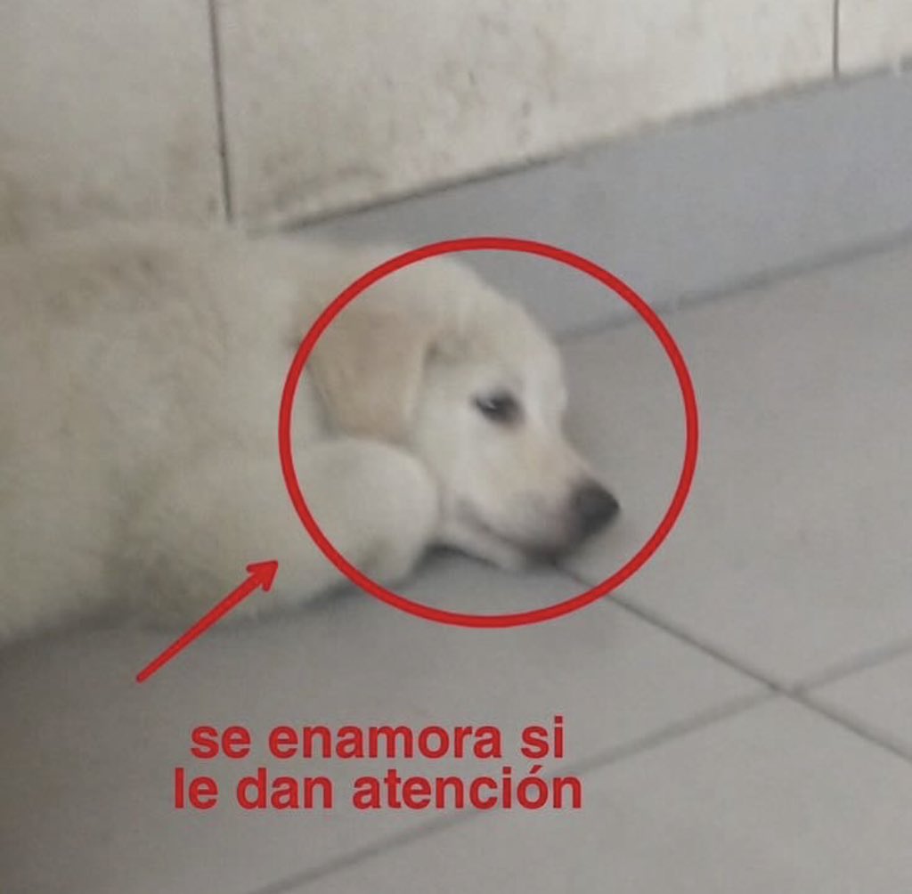 Animalesaprieto's tweet photo. https://t.co/Z9GEz7kiGv