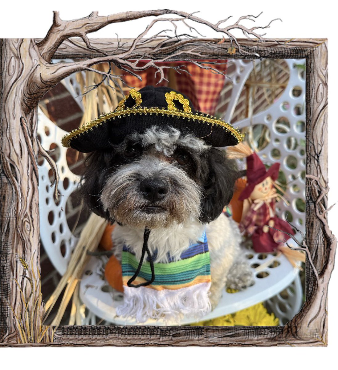 WandersJeff's tweet image. Could not stop my dog from dressing up as Hakeem Jeffries this year for Halloween. 🎃