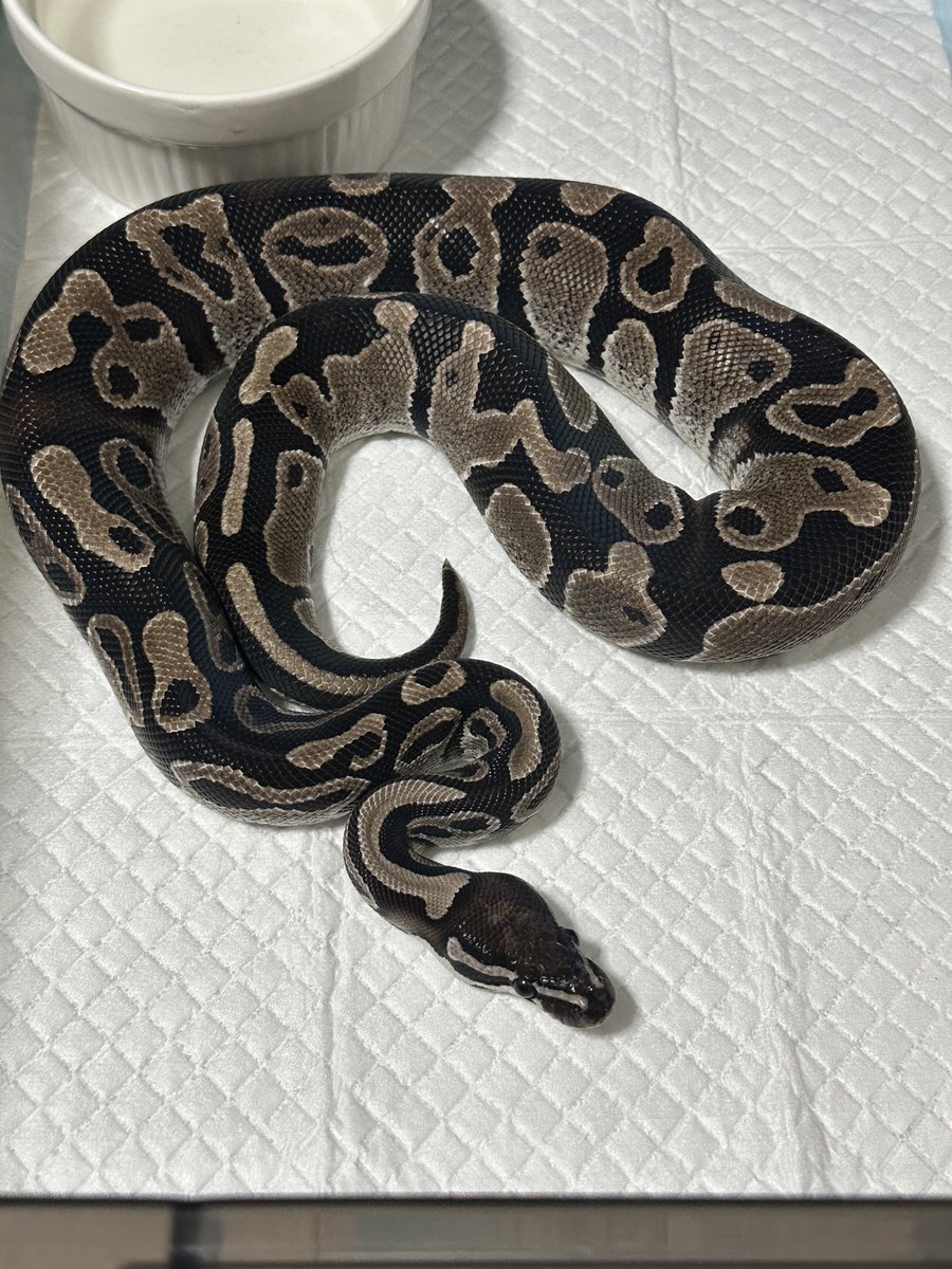 zuu1110's tweet image. MJアザンhetパイいるんだけどLINE開けないや😬
GCRってなんだ🙄
#ballpython #ぼーるぱいそん #ボールパイソン