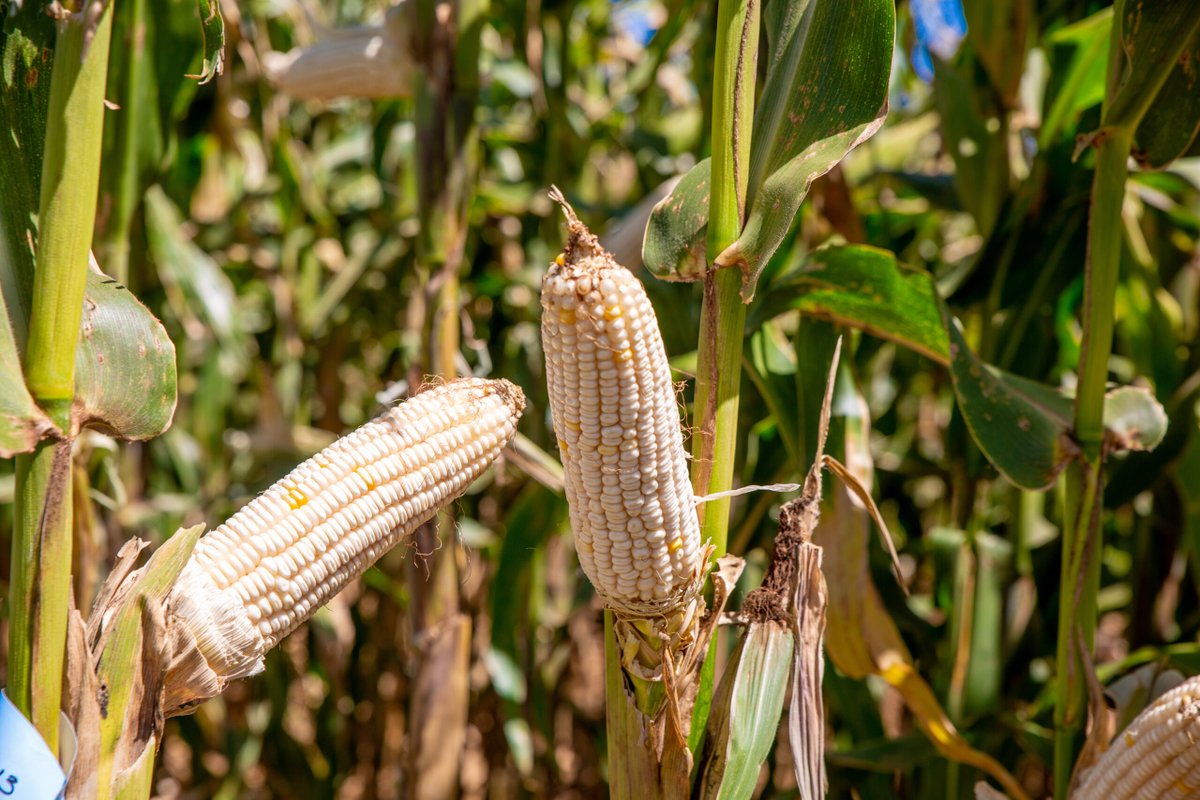 Bram Govaerts CIMMYT tweet media
