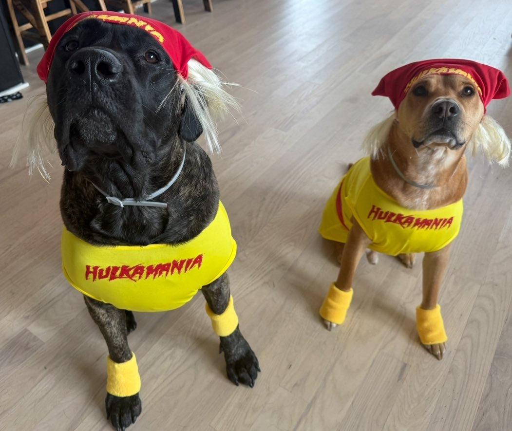 Excited for the <a href="/UMassMBB/">UMass Men's Basketball</a> season to tip off on Monday! But just as excited to see Coach Martin’s <a href="/coachFMartin/">Frank Martin</a> Halloween outfit today after watching MAC Media Day <a href="/TheFieldOf68/">The Field of 68</a>… looks like he takes Halloween very seriously!! 

We’ve also got a few dogs here who are ready for the