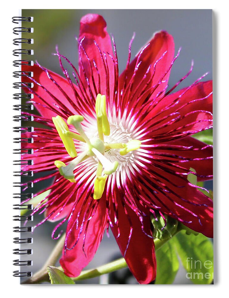 JoanneCarey64's tweet image. "Lady Margaret Passionflower" spiral #notebook and #totebag ❤️
#flowerphotography #LadyMargaretPassionflower #journaling #flower #Christmasgifts 
This #passionflower attracts #pollinators like #butterflies which in turn benefit our natural environment ❤️
3-joanne-carey.pixels.com