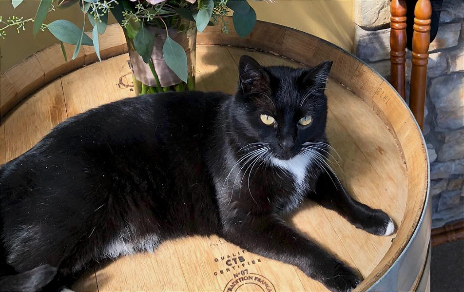 Take it from a black cat on #Halloween 🐈‍⬛...there's nothing like finding a good spot to stretch out and enjoy the holiday!

We invite you to come relax with us this weekend from 12-7PM, with #livemusic tonight from Lisa &amp; Dean starting at 5PM. 🎃