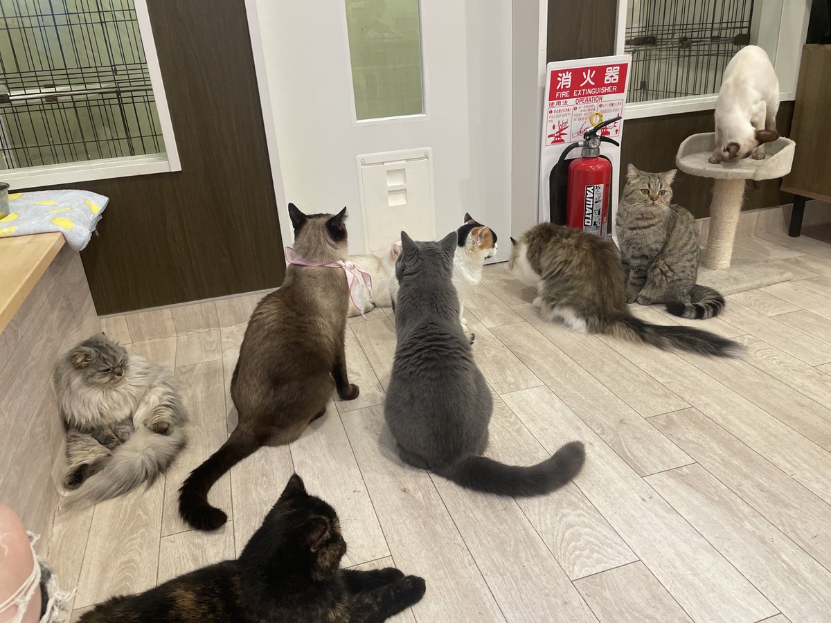 小梅ページ こうめ (@koume_syoku) / Posts / X