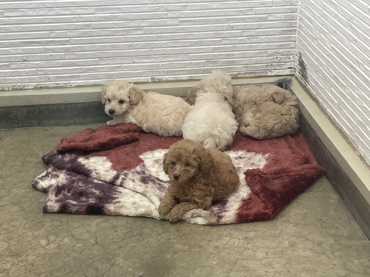 94　小梅 新商品】PetWORKs「CCSgirl 25SS ruruko PS」「CCS 25SS momoko PS