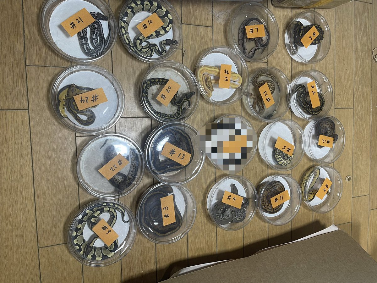 Masa8877man's tweet image. 今日も一日お疲れ様でした。
ほんとに、疲れた....
#爬虫類好きと繋がりたい #ボールパイソン
 #ballpython #爬虫類