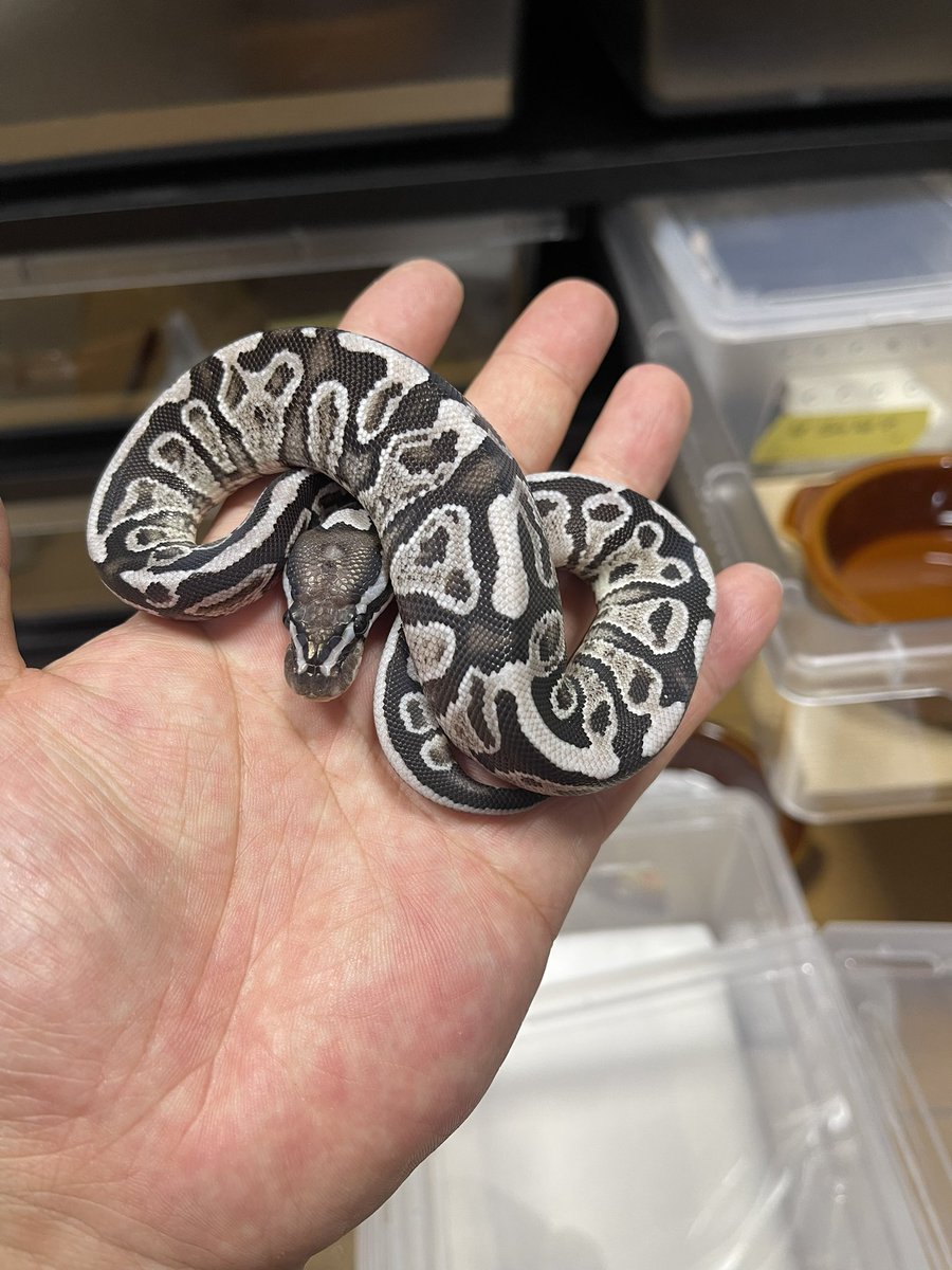 Masa8877man's tweet image. 今日も一日お疲れ様でした。
ほんとに、疲れた....
#爬虫類好きと繋がりたい #ボールパイソン
 #ballpython #爬虫類