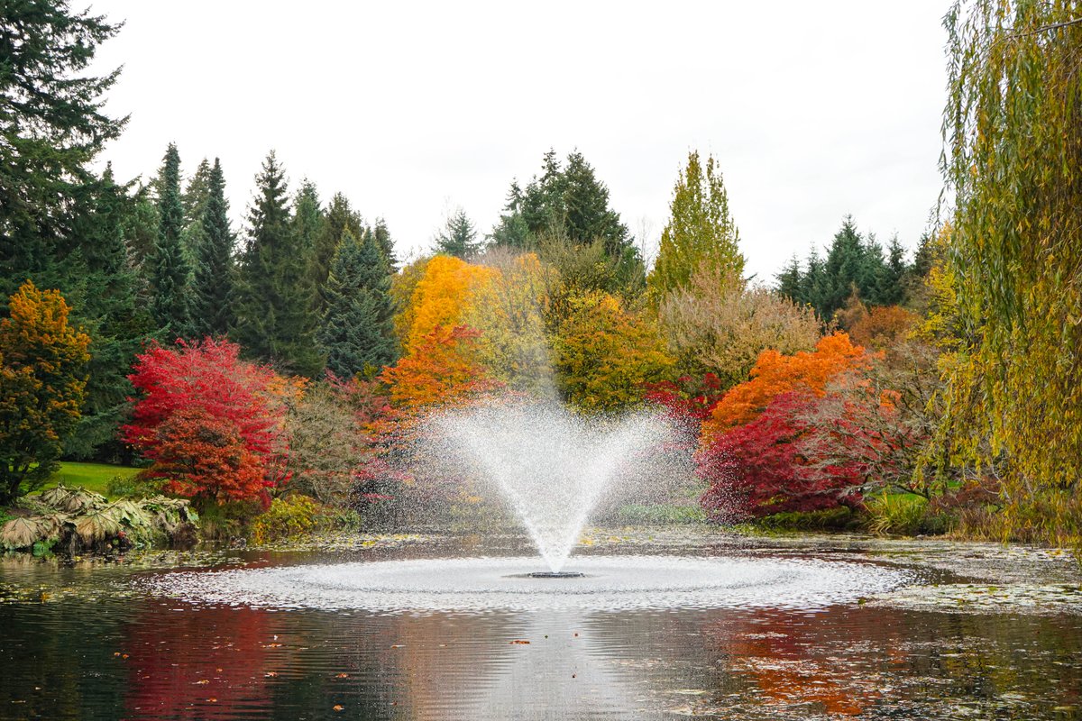 VanDusenGdn's tweet photo. The days are getting shorter! Starting tomorrow, November 1, we'll be open from 10am to 2pm daily until March.

Stop by this weekend and spot the fall hues of the Japanese Maples by Heron Lake. 🍁 https://t.co/SH7RgINAik