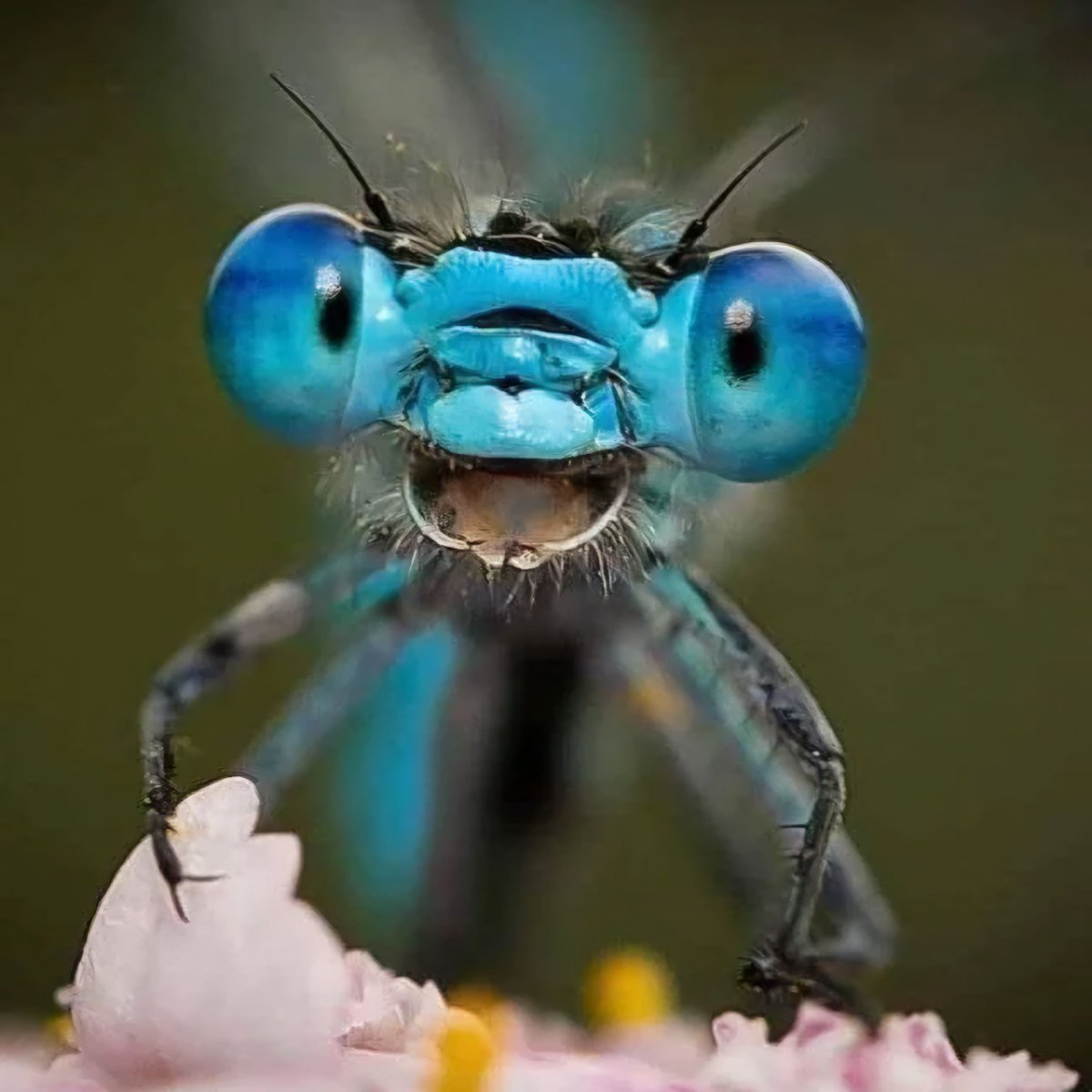 A close up of a Damselfly face