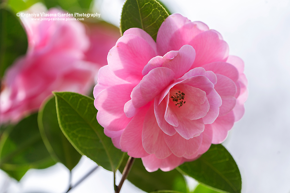 Anoreksiya porno yulduzlar