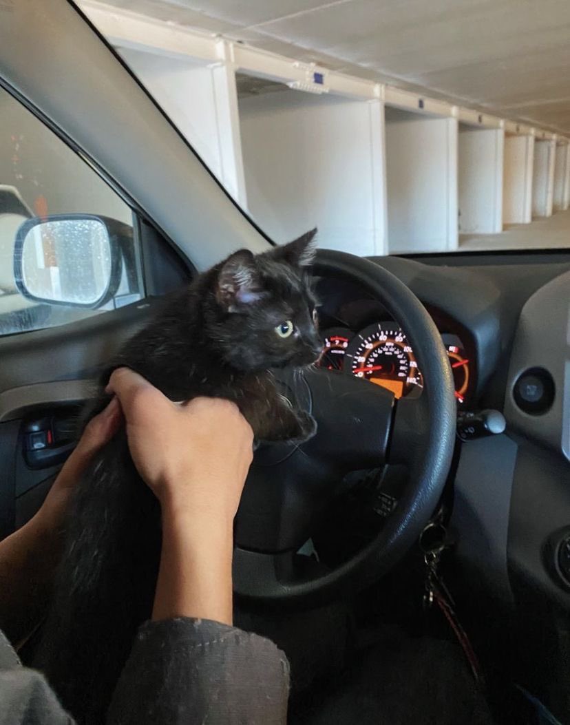 visualscat's tweet image. 