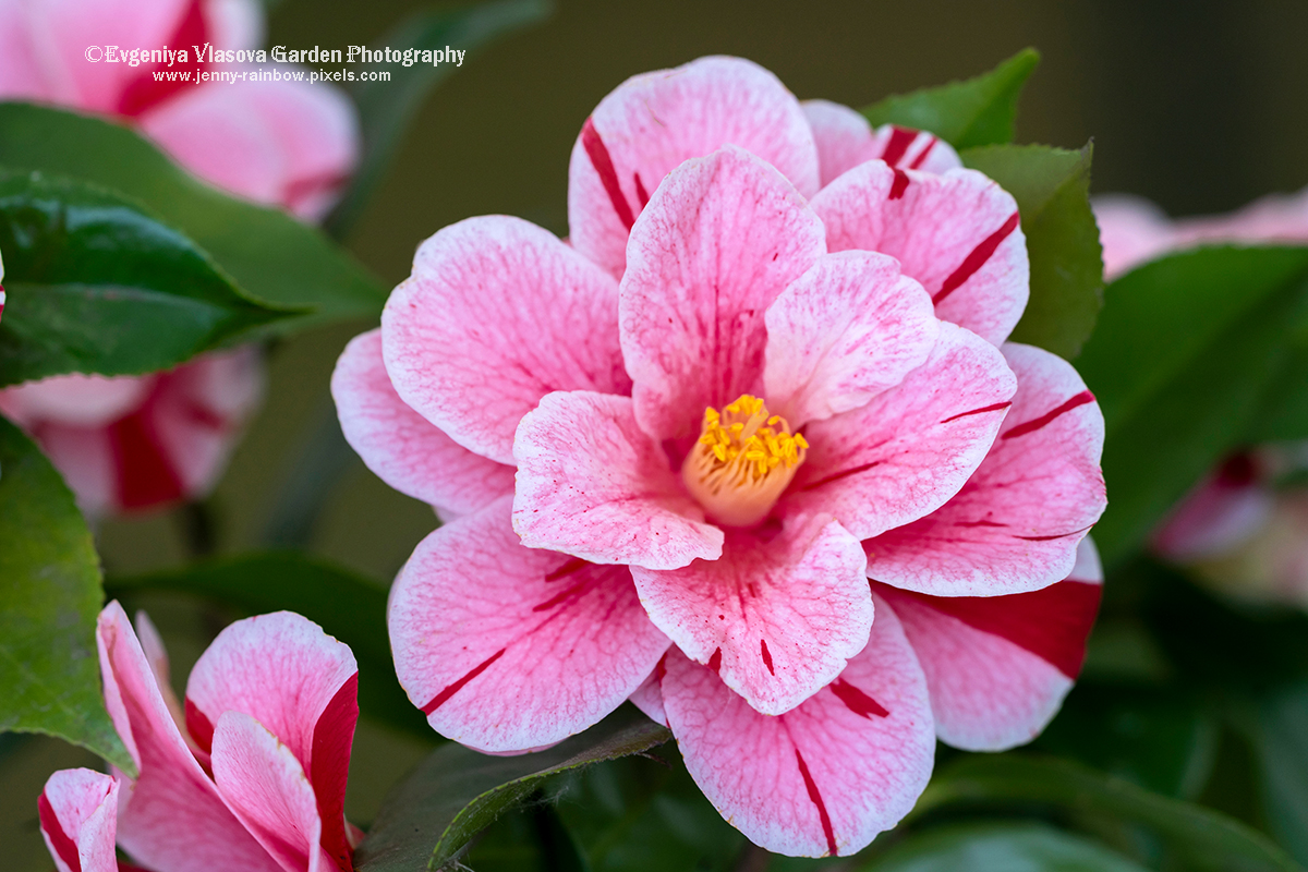 Evgeniya Vlasova yalangoch