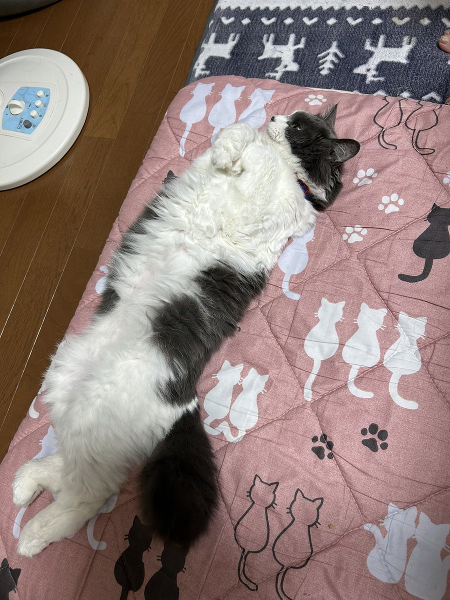 腕組みながらの寝姿が可愛い過ぎ☆❤️💕

ハロウィン仮装が苦手なのでしません❗️

#MIHALBLOG #猫 #ネコ #ニャンコ #ペット #腕組み #猫好きさんと繋がりたい