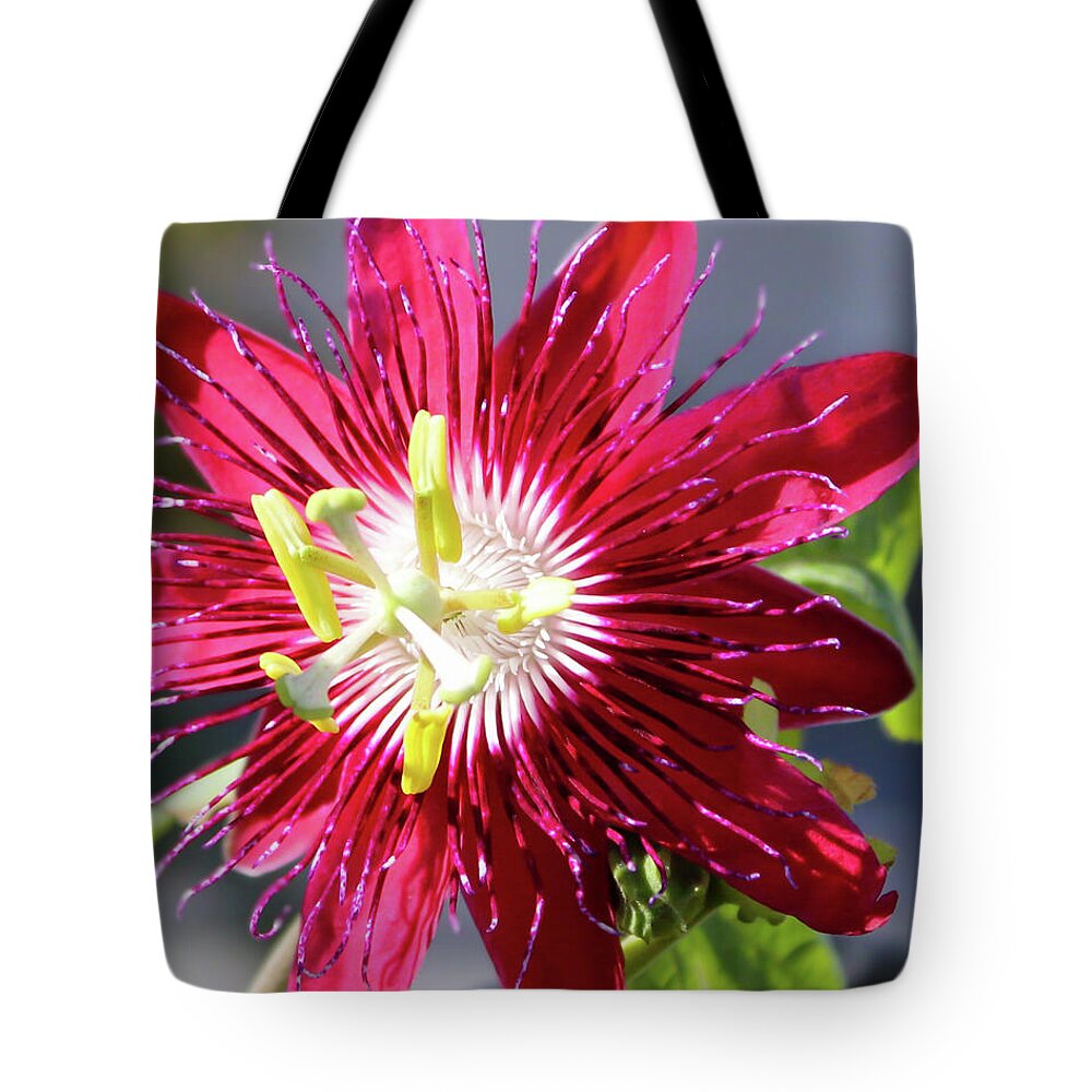 JoanneCarey64's tweet image. "Lady Margaret Passionflower" spiral #notebook and #totebag ❤️
#flowerphotography #LadyMargaretPassionflower #journaling #flower #Christmasgifts 
This #passionflower attracts #pollinators like #butterflies which in turn benefit our natural environment ❤️
3-joanne-carey.pixels.com