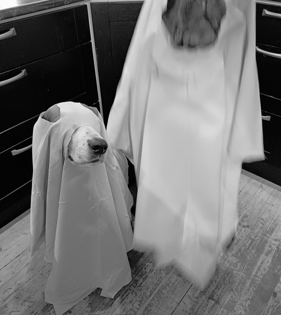 Meidän Halloween-tervehdys! 🎃

*** Yhtään koiraa ei vahingoitettu kuvauksissa 🙊