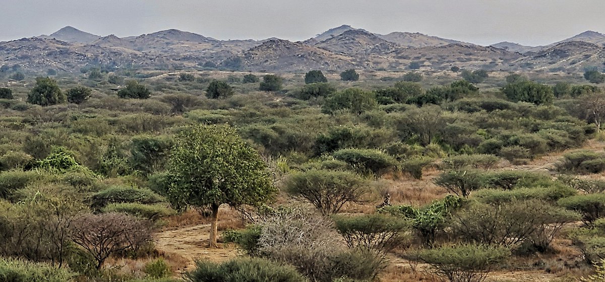 <a href="/Riyadh_Trees/">اشجار الرياض</a> من تصويري