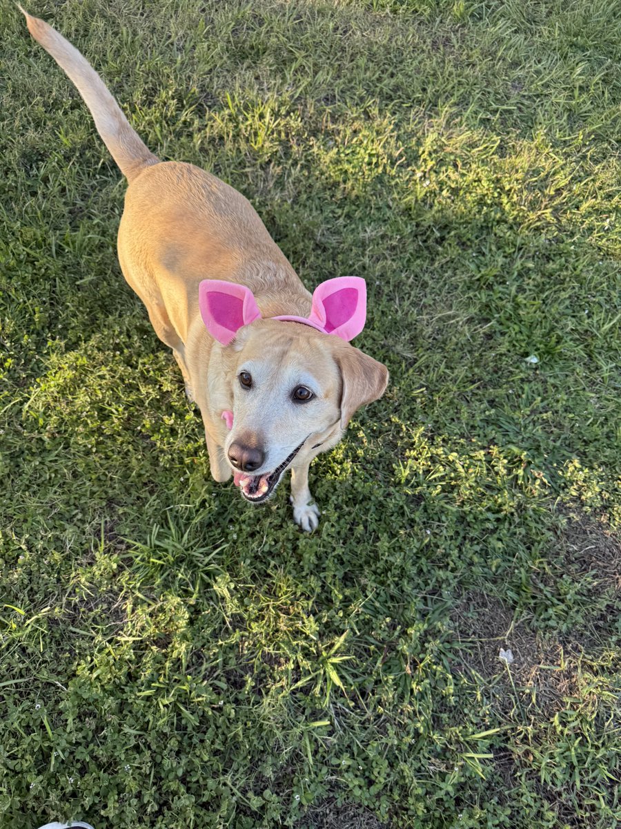 Noodle the Pup tweet media