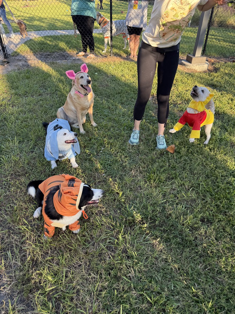 Noodle the Pup tweet media