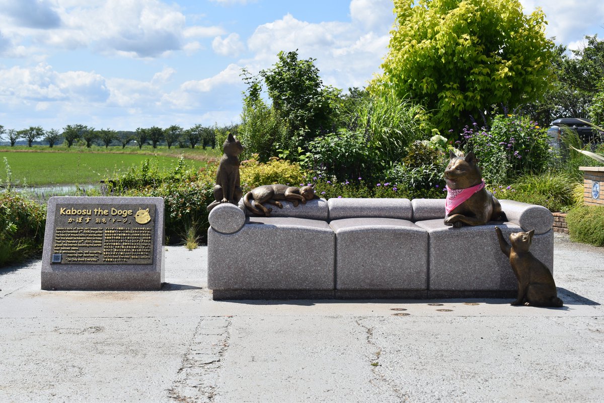 On November 2nd 2008 Kabosu joined the family of Atsuko Sato and on February 13th 2010, Kabosu graced the internet, becoming the world's most beloved meme. She is wholesome, calm, and accepting inspiring her devotees to "Do Only Good Everyday." #doge 🥰