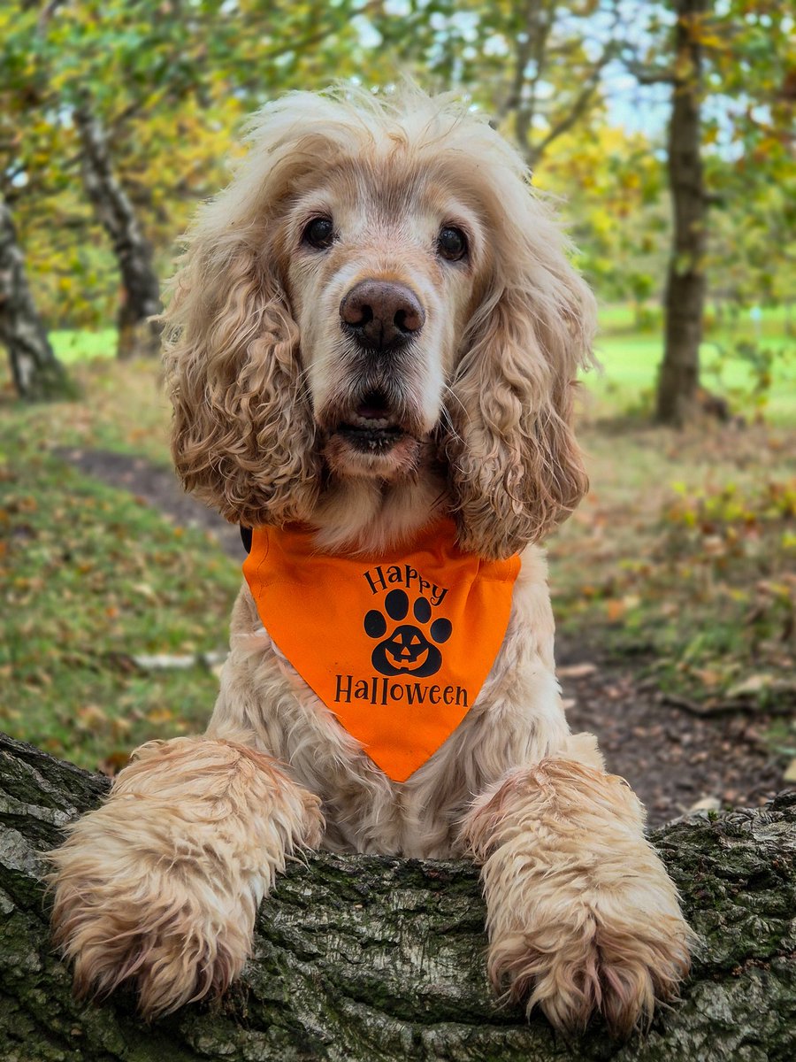 👻 🎃 Happy Howl-oween!!! 🎃 👻  

<a href="/HearingDogs/">Hearing Dogs for Deaf People</a> Albert 🐶🐾🌟😁🧡