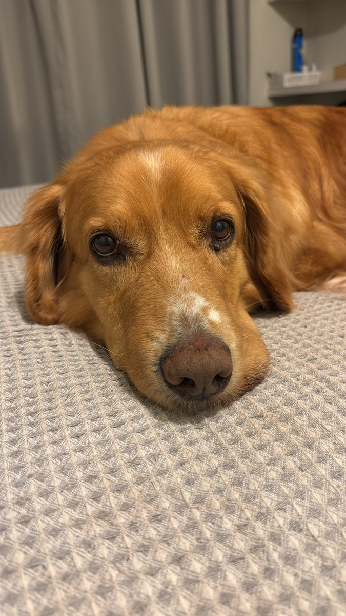 dchavezd's tweet image. Good boy es terror/drama o drama terror. 
Y es impecable.
Pero sales con el corazón completamente roto, hecho trizas. Llegué a casa a apachurrar a este ser y sigo destruída un día después.