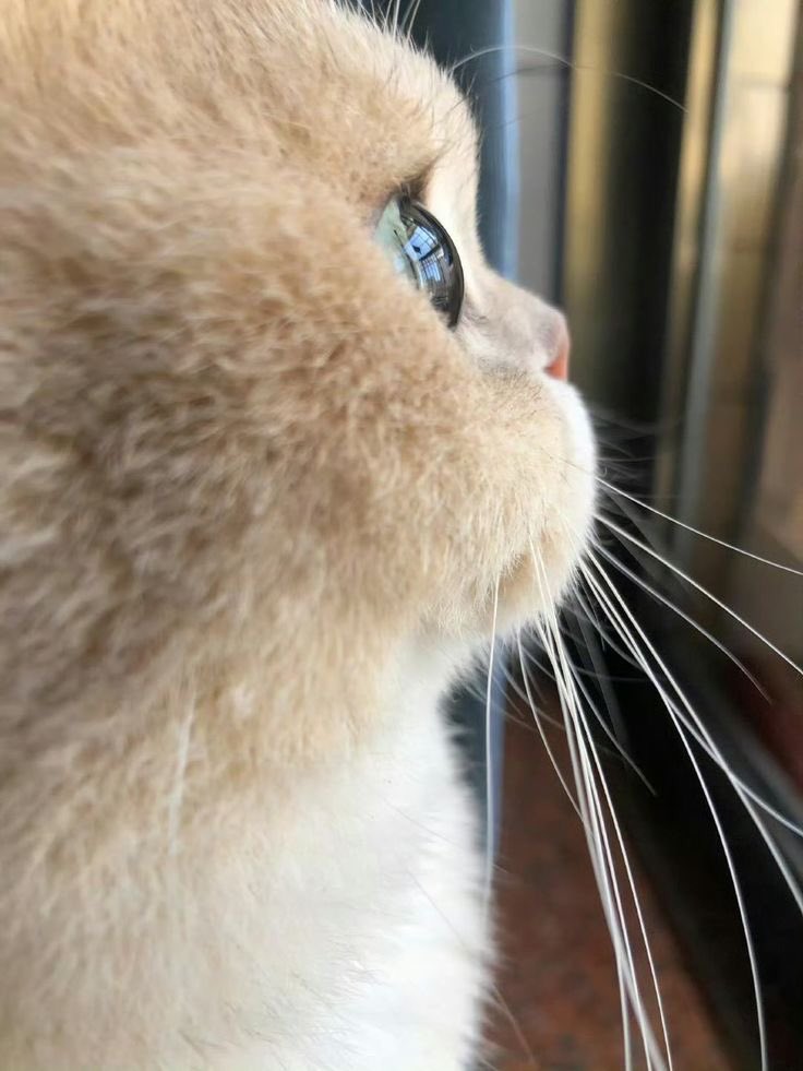 มม (@yourninichan) on Twitter photo 