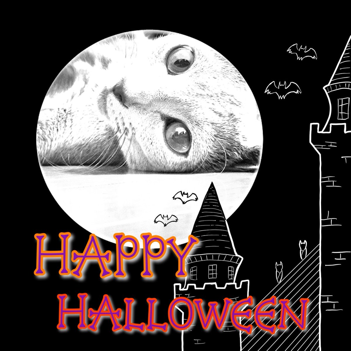 belle_bell_'s tweet photo. 🐈‍⬛🎃Happy Halloween!! 🎃 🐾 https://t.co/MXtdKN8Wp0