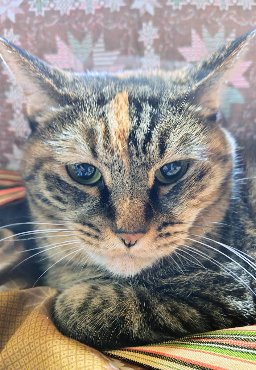 タラノメ家 (@taranomeke) / Posts / X