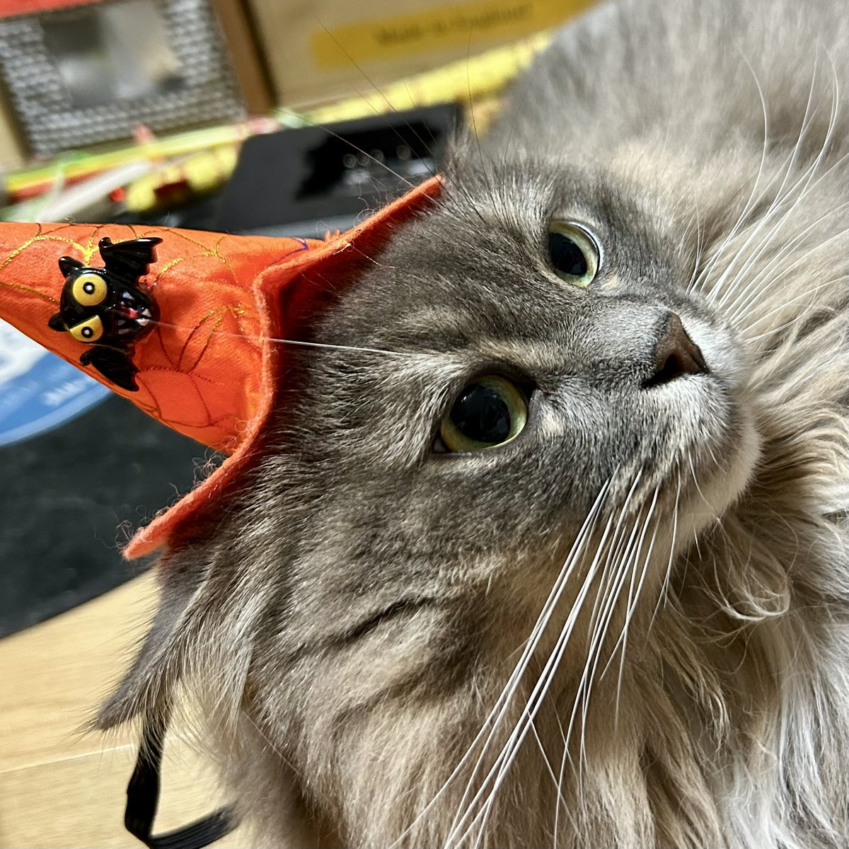siberian_100's tweet photo. ハロウィン駆け込み！サイベリアン。

#サイベリアン  #猫好きさんと繋がりたい #ねこがいる暮らし

★YouTube
https://t.co/5uhex12Cgc https://t.co/igRTS7XOF7