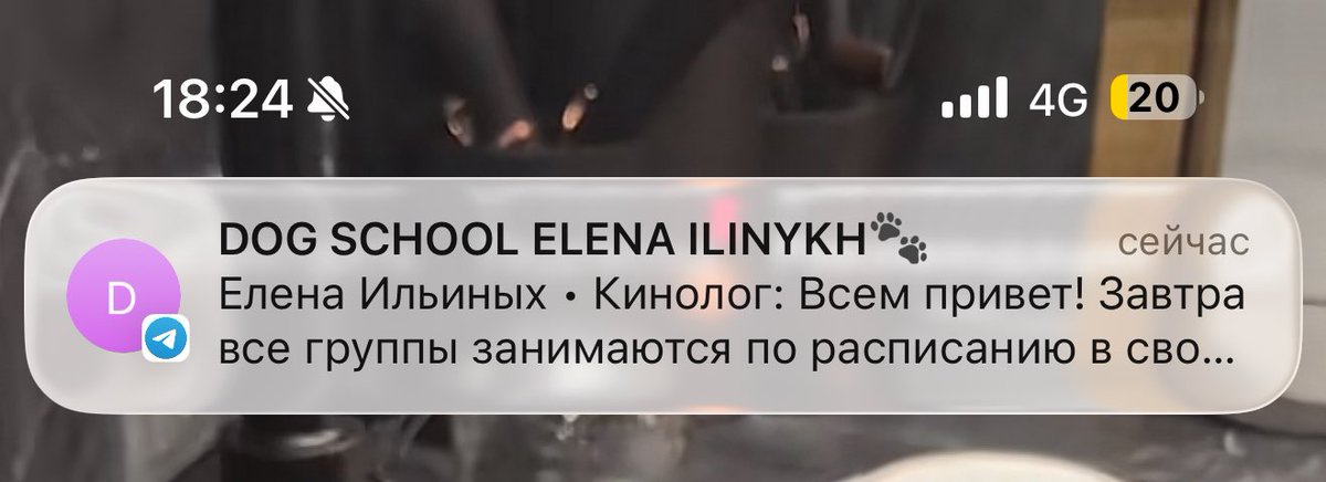 Треш… уже и собак на войну отправляют