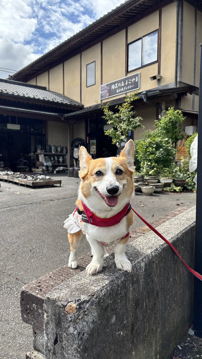 corgi0711's tweet photo. @haru_to_jan パールも9月に行ってきたよ〜😃 https://t.co/O5MIjD310T