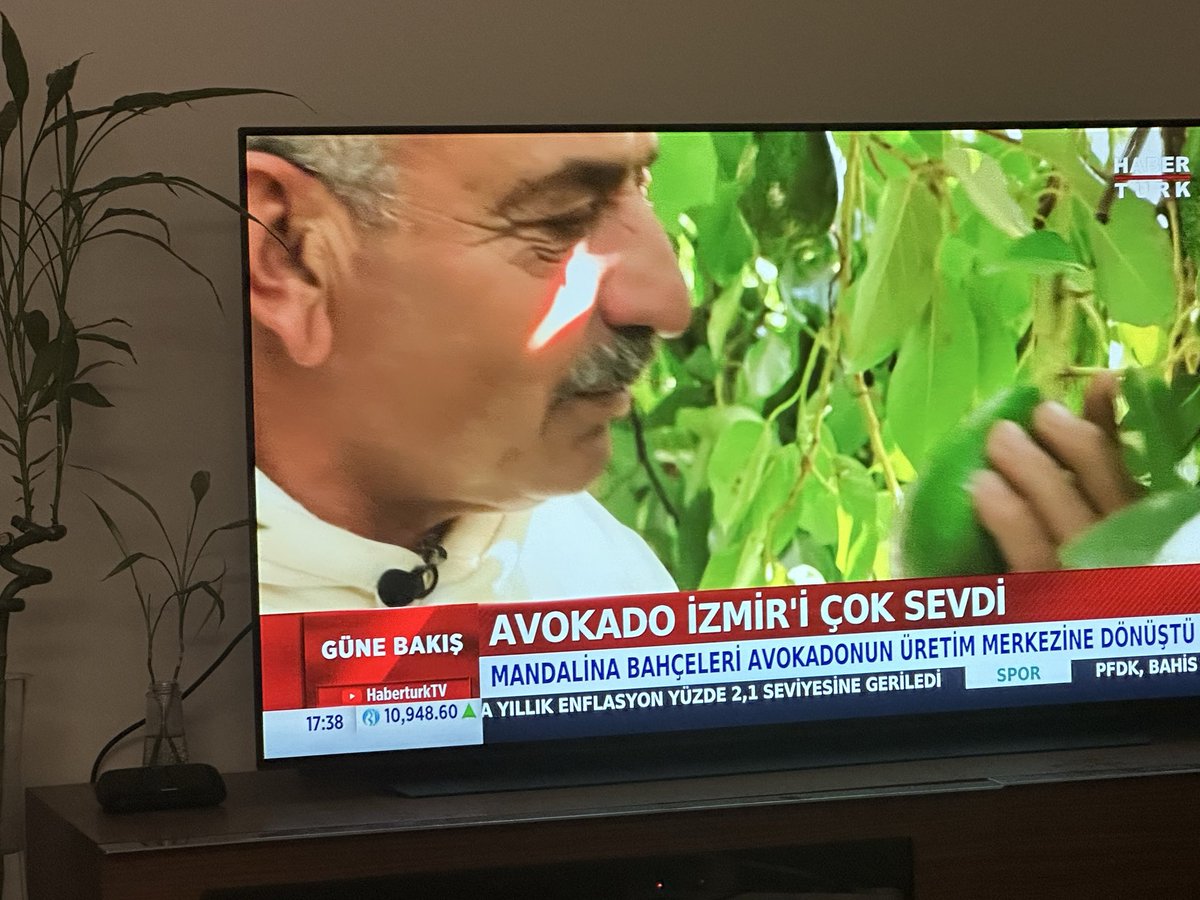 Habere bak habere! Avokado İzmiri çok semiş miş 🙈 Hani şu suyu kalmayan, barajların dip yaptığı şehir. Kurak ve susuz bir yerde tropikal yağmur isteyen tropikal meyve yetiştiriyorlar. Sonra su kıtlığında iklim değişikliği sorumlu tutuluyor.  Hadiyin oradan…<a href="/izmirbld/">İzmir Büyükşehir Belediyesi</a>