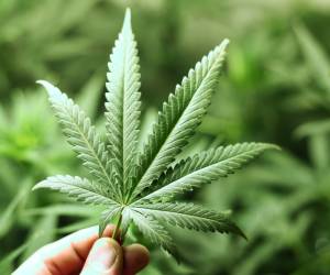 Medical Marijuana Pages tweet media