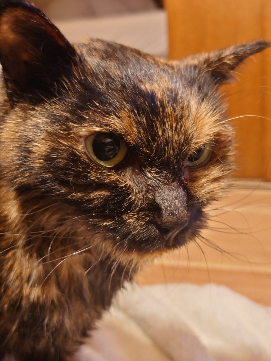 直美ねこ スコティッシュフォールド 2025.04.22 二子玉川店 入店