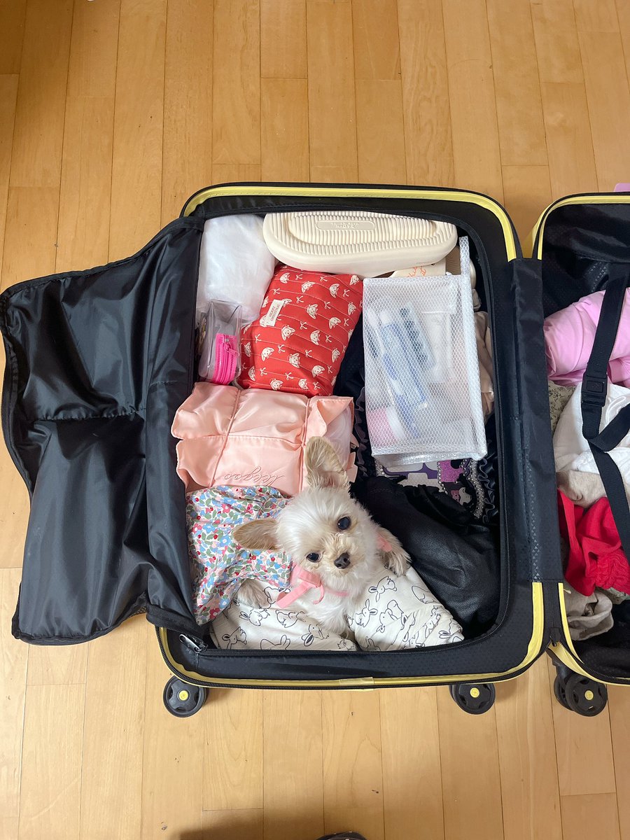 green_beean's tweet image. 언니 나도 데려가
나 지금 딱 맞게 들어갔잖아🐶