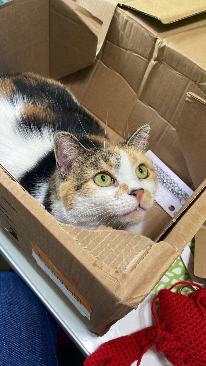 mokonangii's tweet image. Honnêtement, rester seule avec ma Amka et ma gentille coloc dans mon grand appartement montréalais, c’est vivre ma meilleure vie.