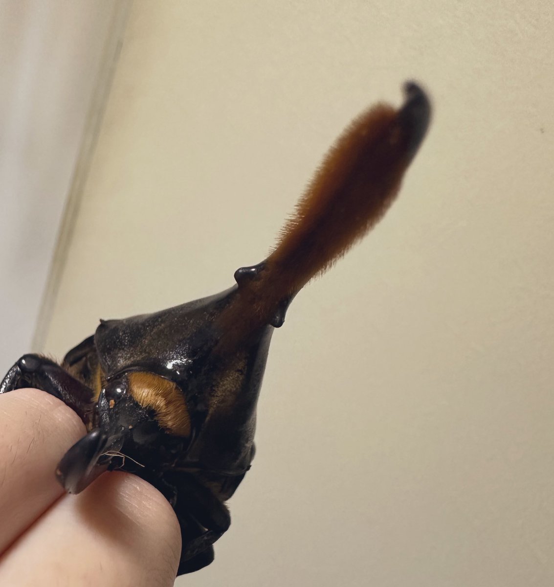 虫好きの蝶子 on X