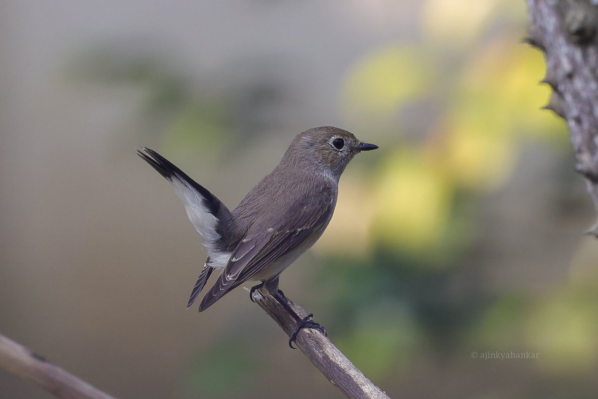 ajinkyabankar's tweet image. A Winter Guest from Afar:
This tiny traveler — the Taiga Flycatcher (Ficedula albicilla) — has journeyed nearly 5,000 kms to reach my residence campus in Ranchi.
Welcome, little voyager.
May you have a happy stay here!
@IndiAves @AtaaviIndia
#MigratoryBirds #centralasianflyway