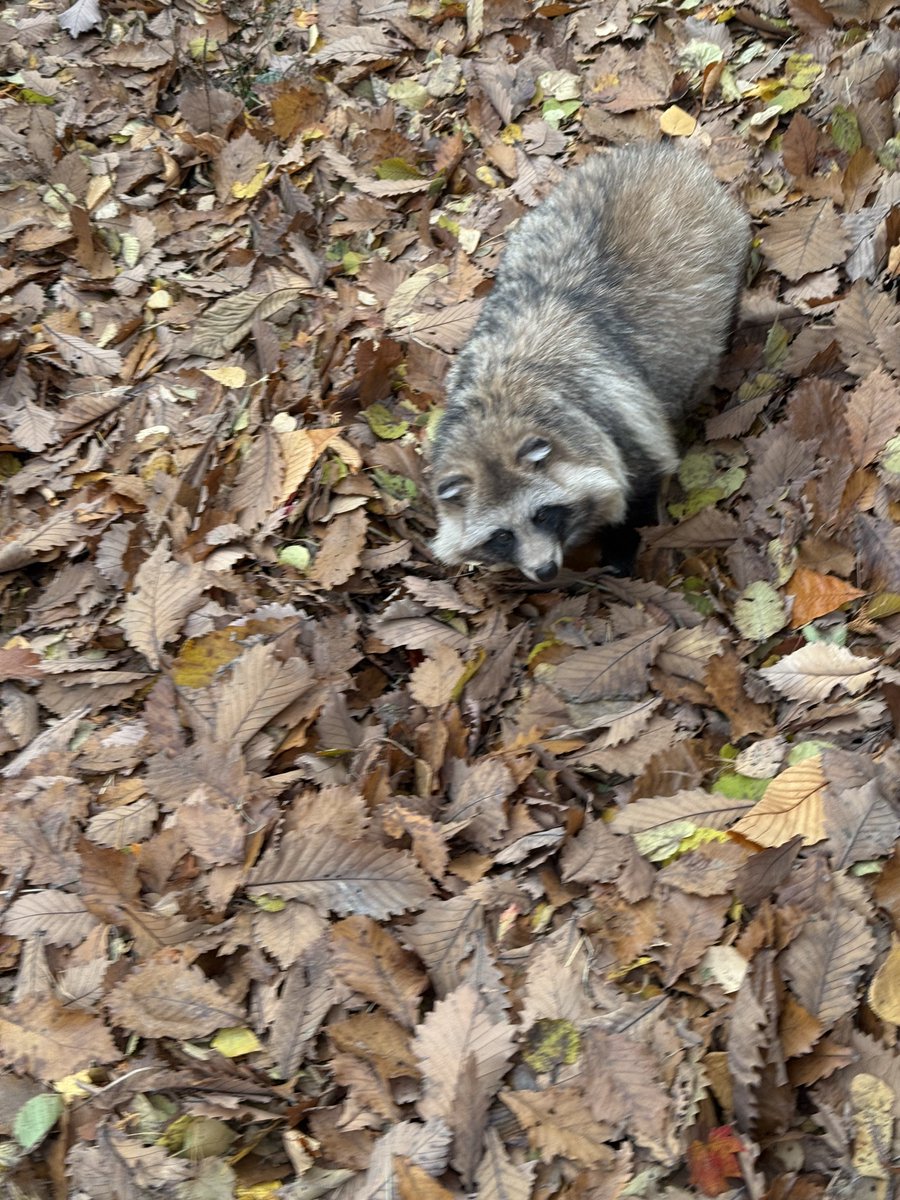 Hiroko@羊毛フェルト (@Hiroko_NeFe) / Posts / X