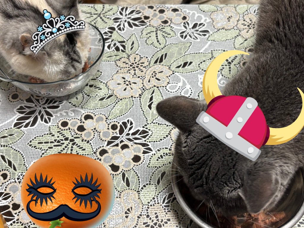 nekonekoSFN's tweet photo. #ハロウィン　#TrickOrTreat #はろうぃん　#保護猫を家族に #保護猫さんと暮らす #ねこ自慢 #猫がいる幸せ #猫好き  #ネコチャンカワイイ https://t.co/s06wS9J0RS