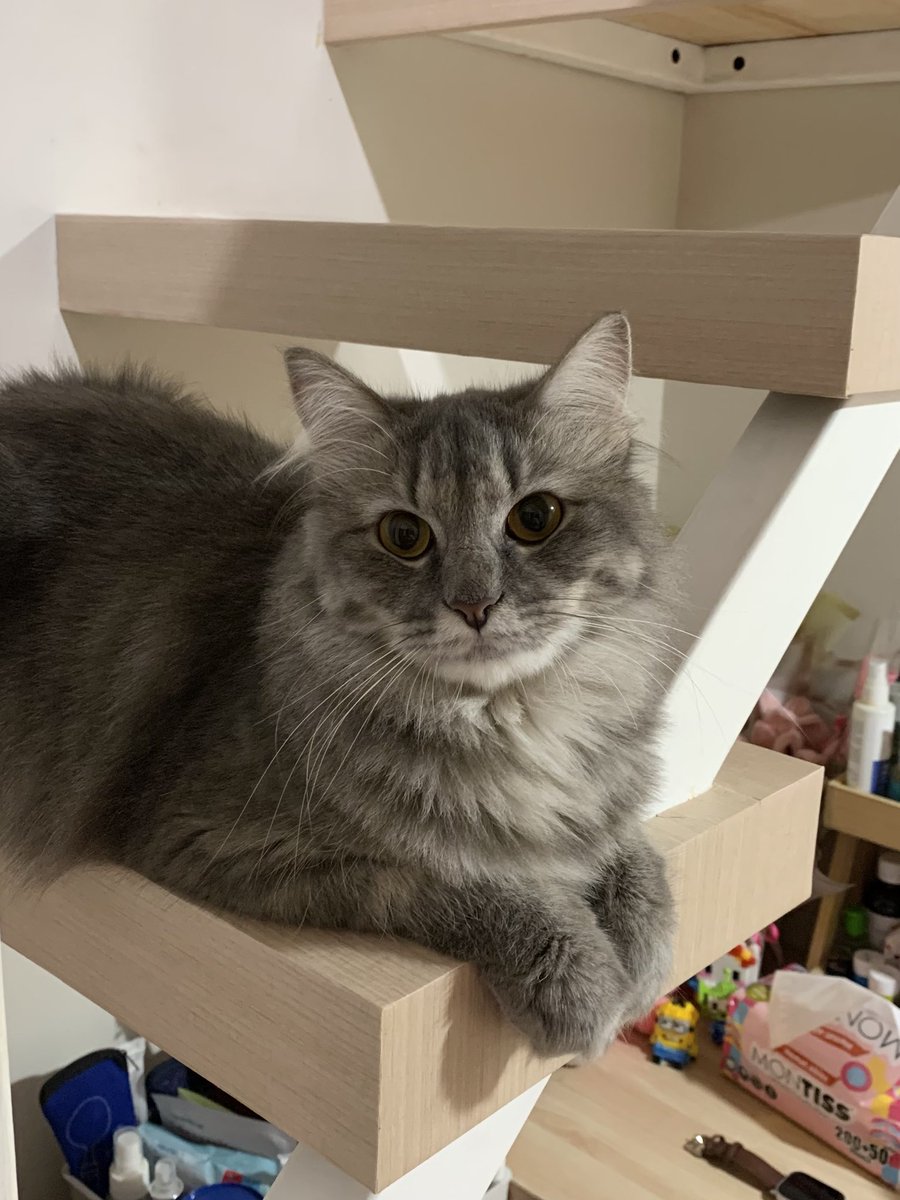 ౨ৎ ˖ ࣪⊹ tweet media