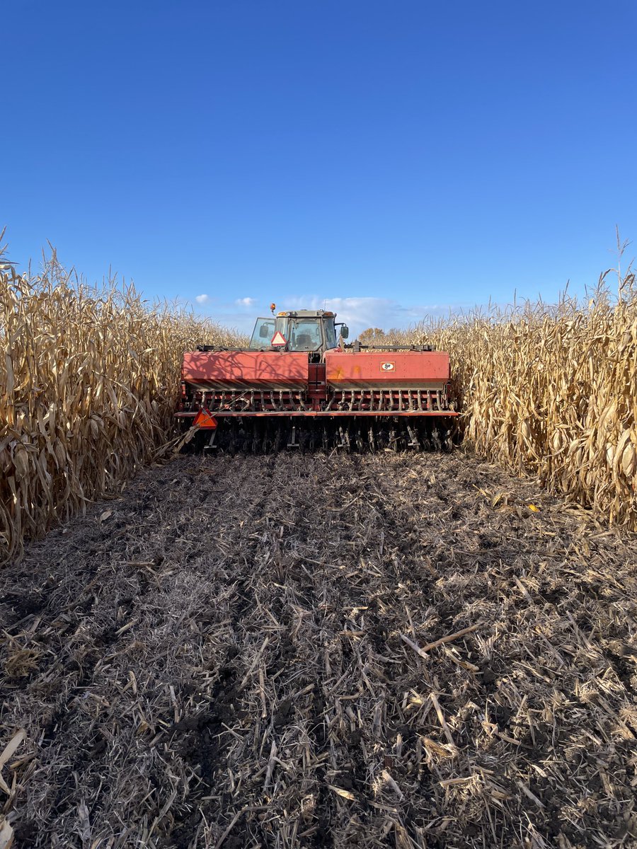 Planting cereal rye between the corn in my strip cropping system