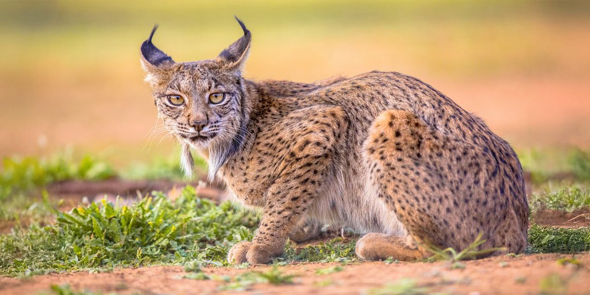 There is no way that thing ain’t a animatronic or guy in a suit. It looks too uncanny valley. Besides here’s what iberian Lynx looks like. White or not that face is not a real creature.
