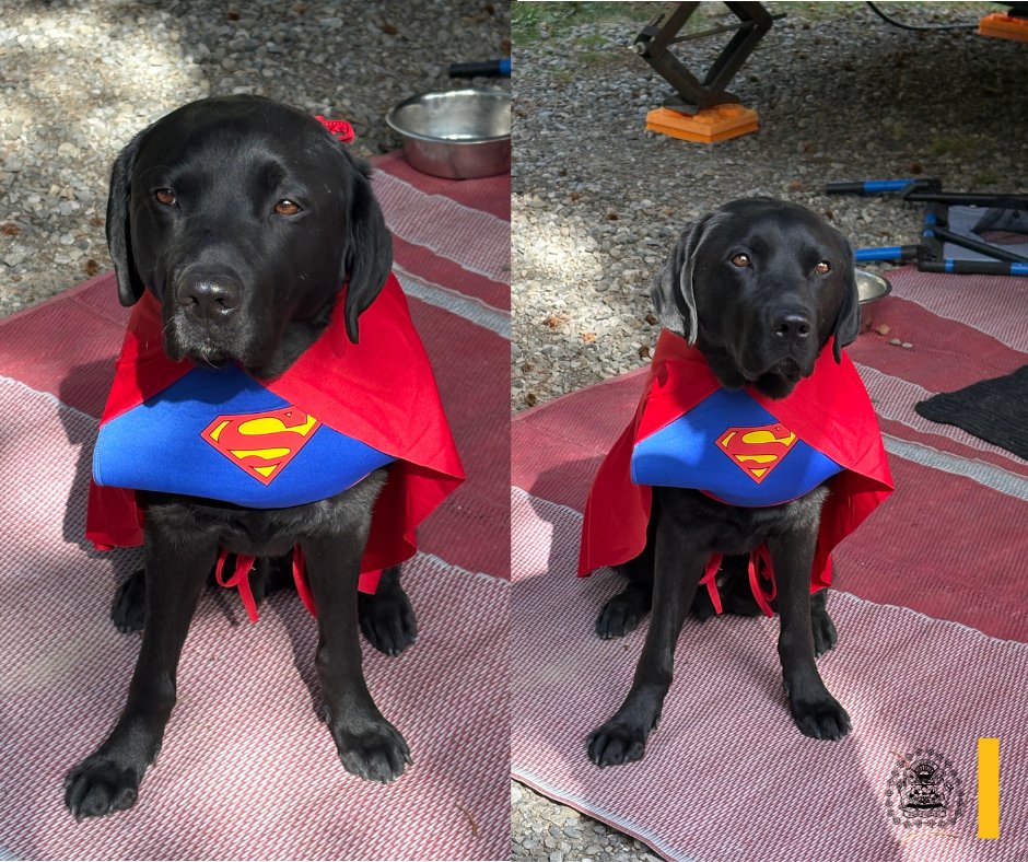 CalgaryPolice's tweet image. Support dog by day, howl-o-ween hero by night! 🦸🍬✨

Melon wishes all Calgarians a safe, spooky Halloween &amp;amp; reminds everyone to look out for one another, stay safe &amp;amp; keep it ghoul. 

Not all heroes wear capes. The Calgary Police VAST team offers trauma-informed support to…
