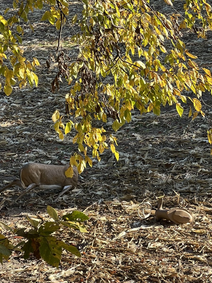 Holy shiitake! Just had a nice buck destroy my decoy! Heard him hacking up a lung in the timber and couldn’t really see him until he hammered Dirty Dan…just getting ready to draw! Whoa…that’s what we live for! Tattered his ass! 🤣
